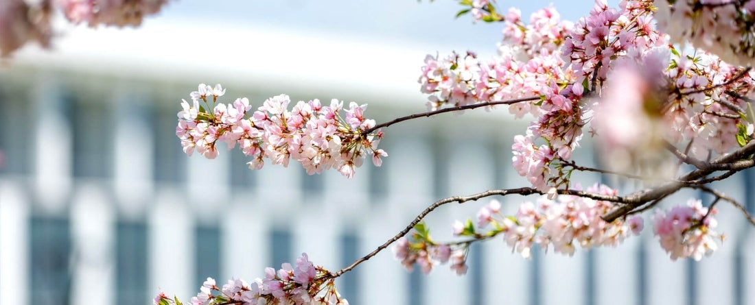 Cherry Blossoms in front of Thurgood Marshall Hall